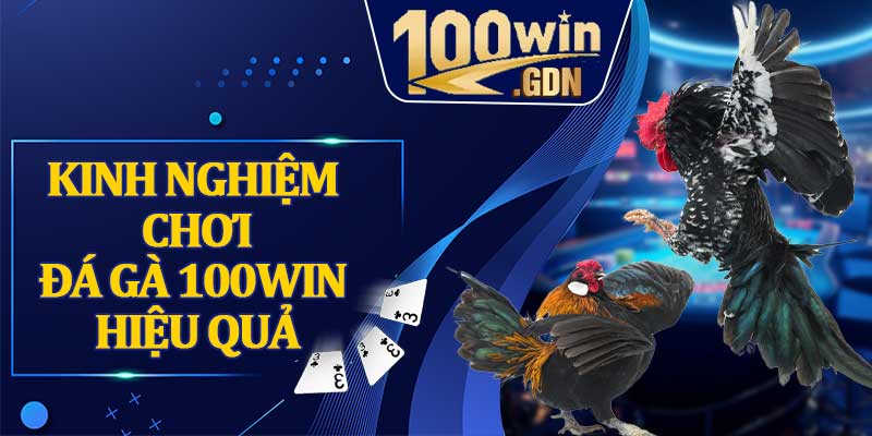 Kinh nghiệm chơi đá gà 100WIN hiệu quả